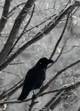 BIRD - CROW - JUNGLE CROW - OTOWABASHI - TSURUI TOWN - HOKKAIDO JAPAN (11).JPG