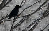 BIRD - CROW - JUNGLE CROW - OTOWABASHI - TSURUI TOWN - HOKKAIDO JAPAN (14).JPG