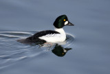 BIRD - DUCK - COMMON GOLDENEYE - RAUSU, SHIRETOKO PENINSULA & NATIONAL PARK - HOKKAIDO JAPAN (10).JPG