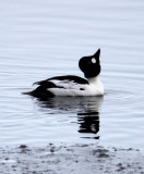 BIRD - DUCK - COMMON GOLDENEYE - RAUSU, SHIRETOKO PENINSULA & NATIONAL PARK - HOKKAIDO JAPAN (4).JPG