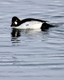 BIRD - DUCK - COMMON GOLDENEYE - RAUSU, SHIRETOKO PENINSULA & NATIONAL PARK - HOKKAIDO JAPAN (7).JPG