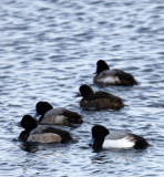 BIRD - DUCK - GREATER SCAUP - RAUSU, SHIRETOKO PENINSULA & NATIONAL PARK - HOKKAIDO JAPAN (13).JPG