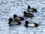 BIRD - DUCK - GREATER SCAUP - RAUSU, SHIRETOKO PENINSULA & NATIONAL PARK - HOKKAIDO JAPAN (14).JPG