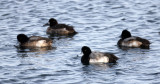 BIRD - DUCK - GREATER SCAUP - RAUSU, SHIRETOKO PENINSULA & NATIONAL PARK - HOKKAIDO JAPAN (23).jpg
