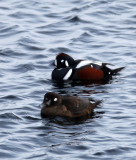 BIRD - DUCK - HARLEQUIN DUCK - RAUSU, SHIRETOKO PENINSULA & NATIONAL PARK - HOKKAIDO JAPAN (15).JPG