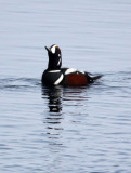BIRD - DUCK - HARLEQUIN DUCK - RAUSU, SHIRETOKO PENINSULA & NATIONAL PARK - HOKKAIDO JAPAN (20).JPG