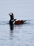 BIRD - DUCK - HARLEQUIN DUCK - RAUSU, SHIRETOKO PENINSULA & NATIONAL PARK - HOKKAIDO JAPAN (21).JPG