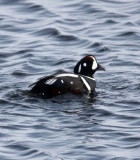 BIRD - DUCK - HARLEQUIN DUCK - RAUSU, SHIRETOKO PENINSULA & NATIONAL PARK - HOKKAIDO JAPAN (33).JPG