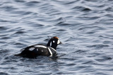 BIRD - DUCK - HARLEQUIN DUCK - RAUSU, SHIRETOKO PENINSULA & NATIONAL PARK - HOKKAIDO JAPAN (35).JPG