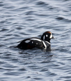 BIRD - DUCK - HARLEQUIN DUCK - RAUSU, SHIRETOKO PENINSULA & NATIONAL PARK - HOKKAIDO JAPAN (37).JPG