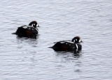 BIRD - DUCK - HARLEQUIN DUCK - RAUSU, SHIRETOKO PENINSULA & NATIONAL PARK - HOKKAIDO JAPAN (6).JPG