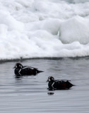 BIRD - DUCK - HARLEQUIN DUCK - RAUSU, SHIRETOKO PENINSULA & NATIONAL PARK - HOKKAIDO JAPAN (7).JPG