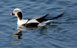 BIRD - DUCK - LONG-TAILED DUCK - HANASAKI CAPE - NEMURO PENINSULA - HOKKAIDO JAPAN (12).JPG