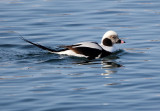 BIRD - DUCK - LONG-TAILED DUCK - HANASAKI CAPE - NEMURO PENINSULA - HOKKAIDO JAPAN (23).JPG