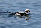 BIRD - DUCK - LONG-TAILED DUCK - HANASAKI CAPE - NEMURO PENINSULA - HOKKAIDO JAPAN (24).JPG