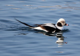 BIRD - DUCK - LONG-TAILED DUCK - HANASAKI CAPE - NEMURO PENINSULA - HOKKAIDO JAPAN (28).JPG