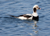 BIRD - DUCK - LONG-TAILED DUCK - HANASAKI CAPE - NEMURO PENINSULA - HOKKAIDO JAPAN (3).JPG