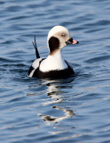 BIRD - DUCK - LONG-TAILED DUCK - HANASAKI CAPE - NEMURO PENINSULA - HOKKAIDO JAPAN (4).JPG