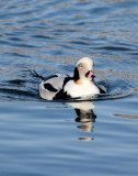 BIRD - DUCK - LONG-TAILED DUCK - HANASAKI CAPE - NEMURO PENINSULA - HOKKAIDO JAPAN (43).JPG