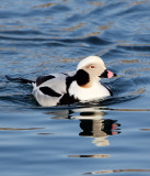 BIRD - DUCK - LONG-TAILED DUCK - HANASAKI CAPE - NEMURO PENINSULA - HOKKAIDO JAPAN (47).JPG