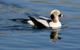 BIRD - DUCK - LONG-TAILED DUCK - HANASAKI CAPE - NEMURO PENINSULA - HOKKAIDO JAPAN (48).JPG