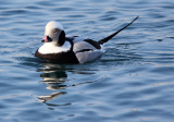 BIRD - DUCK - LONG-TAILED DUCK - HANASAKI CAPE - NEMURO PENINSULA - HOKKAIDO JAPAN (9).JPG