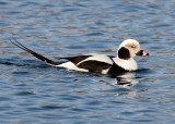 BIRD - DUCK - LONG-TAILED DUCK - HANASAKI HARBOR, NEMURO PENINSULA, HOKKAIDO (29).JPG