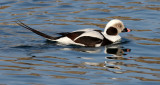 BIRD - DUCK - LONG-TAILED DUCK - HANASAKI HARBOR, NEMURO PENINSULA, HOKKAIDO (31).JPG