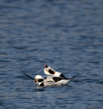 BIRD - DUCK - LONG-TAILED DUCK - HANASAKI HARBOR, NEMURO PENINSULA, HOKKAIDO (44).JPG