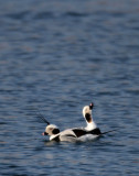 BIRD - DUCK - LONG-TAILED DUCK - HANASAKI HARBOR, NEMURO PENINSULA, HOKKAIDO (45).JPG