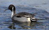 BIRD - DUCK - NORTHERN PINTAIL - ABASHIRI HOKKAIDO JAPAN (1).JPG