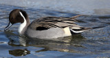 BIRD - DUCK - NORTHERN PINTAIL - ABASHIRI HOKKAIDO JAPAN (4).JPG