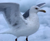 BIRD - GULL - GLAUCOUS GULL - RAUSU, SHIRETOKO PENINSULA, HOKKAIDO JAPAN (1).JPG