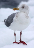 BIRD - GULL - GLAUCOUS-WINGED GULL - RAUSU - SHIRETOKO PENINSULA & NATIONAL PARK - HOKKAIDO JAPAN (1).JPG