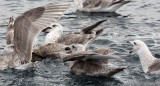 BIRD - GULL - SLATY-BACKED GULL - FIRST YEAR IMMATURES - RAUSU, SHIRETOKO PENINSULA, HOKKAIDO JAPAN (2).JPG