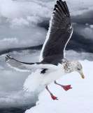 BIRD - GULL - SLATY-BACKED GULL - RAUSU - SHIRETOKO PENINSULA & NATIONAL PARK - HOKKAIDO JAPAN (1).JPG