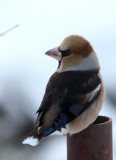BIRD - HAWFINCH - YOROUSHI ONSEN, DAIICHI SPA, HOKKAIDO JAPAN (7).JPG