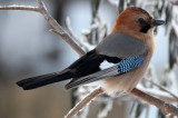 BIRD - JAY - EURASIAN JAY - YOROUSHI ONSEN DAIICHI LODGE, HOKKAIDO JAPAN (30).JPG