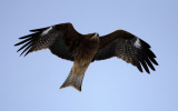 BIRD - KITE - BLACK KITE - AKAN INTERNATIONAL CRANE CENTER - HOKKAIDO JAPAN (1).JPG