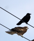 BIRD - KITE - BLACK KITE - NOTSUKE PENINSULA - HOKKAIDO JAPAN (2).JPG