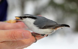 BIRD - NUTHATCH - EURASIAN NUTHATCH - KINOHIROBA PARK - ABASHIRI - HOKKAIDO JAPAN (9).JPG