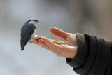 BIRD - NUTHATCH - EURASIAN NUTHATCH - KINOHIROBA PARK, ABASHIRI HOKKAIDO JAPAN (3).JPG