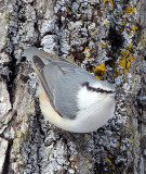 BIRD - NUTHATCH - EURASIAN NUTHATCH - KUSSHARO LAKE - HOKKAIDO JAPAN (10).JPG