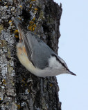 BIRD - NUTHATCH - EURASIAN NUTHATCH - KUSSHARO LAKE - HOKKAIDO JAPAN (15).JPG