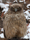 BIRD - OWL - BLAKISTON'S FISH OWL - YOROUSHI ONSEN DAIICHI LODGE, HOKKAIDO JAPAN (12).JPG