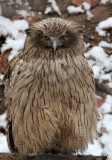 BIRD - OWL - BLAKISTONS FISH OWL - YOROUSHI ONSEN DAIICHI LODGE, HOKKAIDO JAPAN (14).JPG