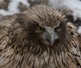 BIRD - OWL - BLAKISTON'S FISH OWL - YOROUSHI ONSEN DAIICHI LODGE, HOKKAIDO JAPAN (41).jpg