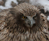 BIRD - OWL - BLAKISTONS FISH OWL - YOROUSHI ONSEN DAIICHI LODGE, HOKKAIDO JAPAN (41).jpg