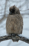 BIRD - OWL - BLAKISTONS FISH OWL - YOROUSHI ONSEN, DAIICHI SPA - HOKKAIDO JAPAN (13).JPG