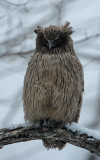 BIRD - OWL - BLAKISTON'S FISH OWL - YOROUSHI ONSEN, DAIICHI SPA - HOKKAIDO JAPAN (15).JPG